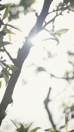 Para o meu Romeu, com amor episode 26