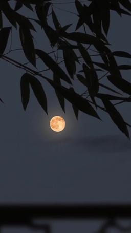 Elveda, Geçmişim episode 24