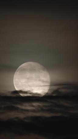 Accidentalmente embarazada del Alfa episode 41