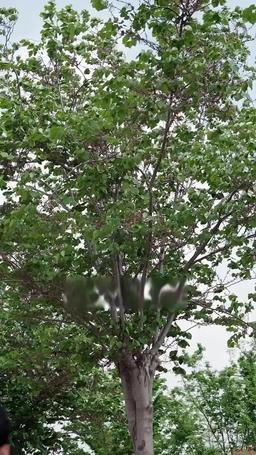 巔峰丐婿從被美女姐姐撿回家開始 episode 1