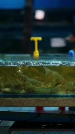 [Doublé] Divorcée et Désirée ! Mon Trio de Prétendants d'Élite episode 1