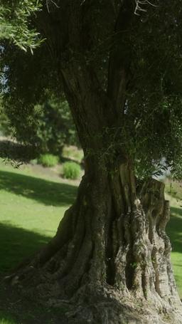 알파의 숙명,  오메가를 사로잡는다 episode 31