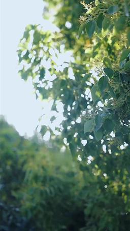 [doblado] La Amante Contrada del Multimillonario episode 46