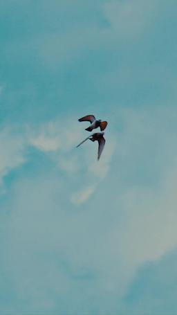 Mio Dio, sono circondata da tre principi! episode 31