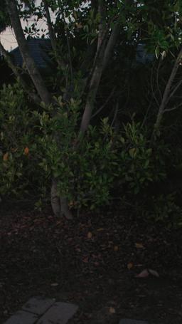 Chéri, s'il te plaît, rentre à la maison episode 64