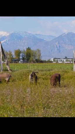 Bookworm and the Beast episode 29