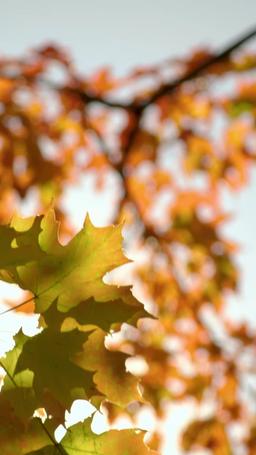 Operación trampa de Navidad episode 58