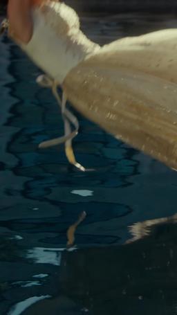 Mio Dio, sono circondata da tre principi! trailer