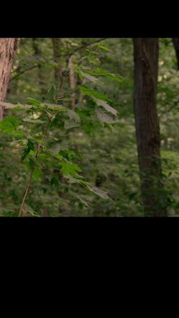 Forest Fairies episode 1