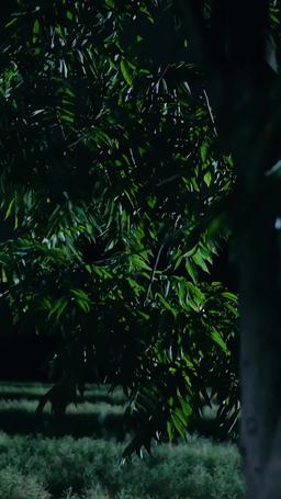 Country Billionaire's Wife episode 51