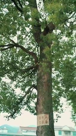 転生1990：村からのやり直し episode 18