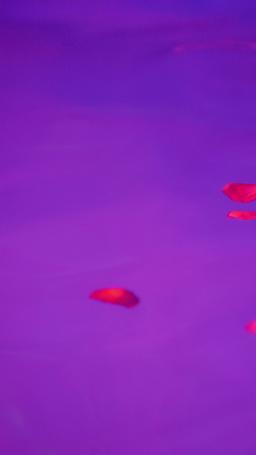 La persona che ho perso episode 62