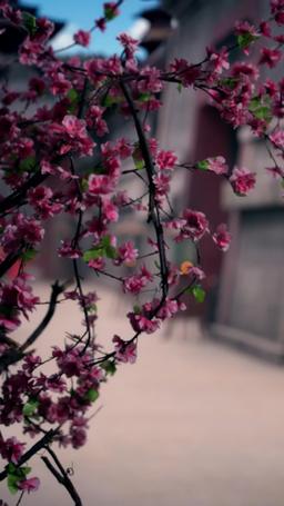 من الأمير الوريث المحتضر إلى ملك طويل العمر episode 5