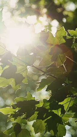 Dominata dal capo di mio padre episode 68