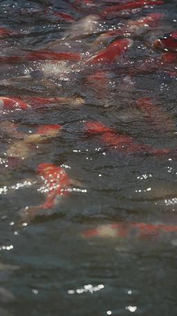 時總夫人又忘記你們領證啦 episode 82