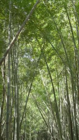 Back in Time: Pampered by My Seven Sisters episode 32