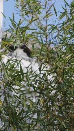 Kör Kocam Varis Çıktı episode 64