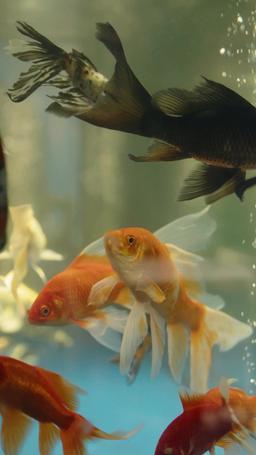 渣男嫌我醜，我轉身嫁給千億總裁 episode 31