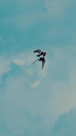 OMG, je suis entourée de trois princes episode 31