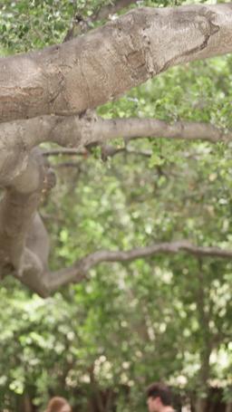 Reina Alfa traicionada renace de sus cenizas episode 24