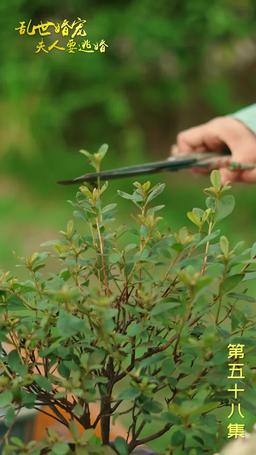 Mrs. Marshal's Runaway Romance episode 58