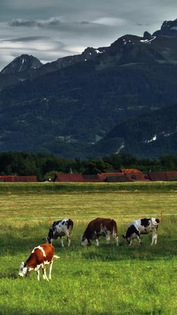 บ่วงเสน่หาหนุ่มคาวบอย episode 66