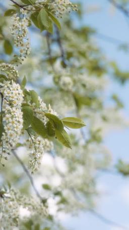 30 Days Till I Marry My Husband's Nemesis episode 67