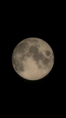 九尾狐と運命のつがい episode 1