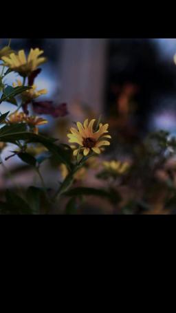 Dagger Kiss: Enchanted Forest episode 4