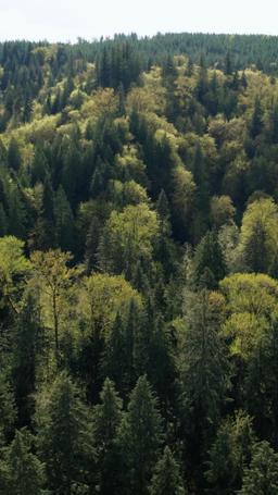 嗜血狼主的啞巴新娘 episode 60