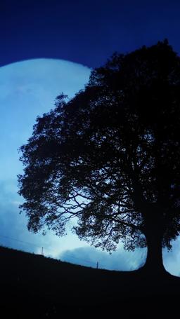 Kurt Kral'ın İntikamı: Kurt kral ve İnsan Eşi episode 34