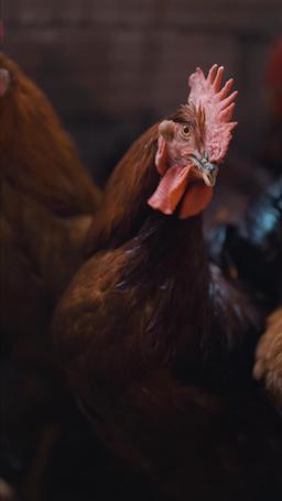 أخواتي الأربع يتوسلن عودتي بعد القطيعة episode 5