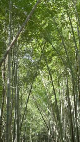 Ritorno al Passato: Viziata dalle Mie Sette Sorelle episode 32