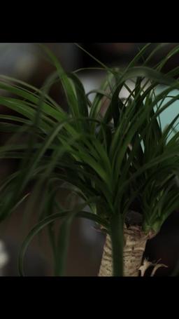 Scents and Sensibility episode 49