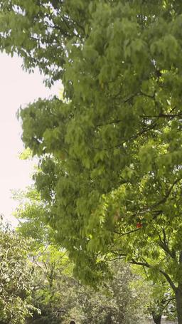 状元の悔い episode 57