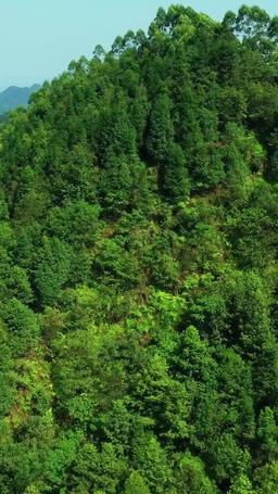 Entwined Fates: Echoes in the Ashes episode 16