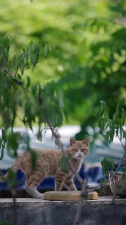 賢妻扶我淩雲志 episode 66