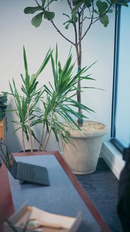 My Boss Is My Secret Sperm Donor episode 33