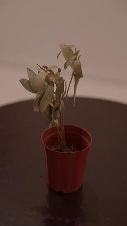 離婚後、私は輝く episode 34