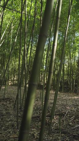 Love Me, but Hurt Me? episode 56