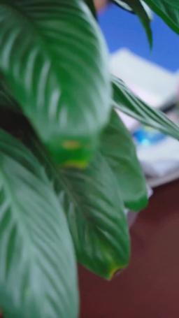 重生2000 episode 61