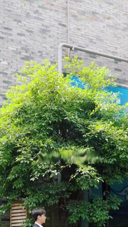 墨雨雲間之真假千金 episode 43