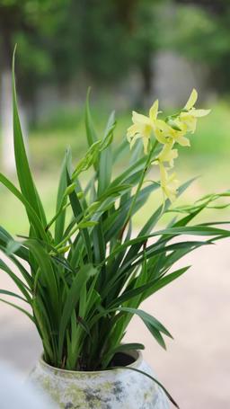 司令官の娘は天才占い師 episode 51