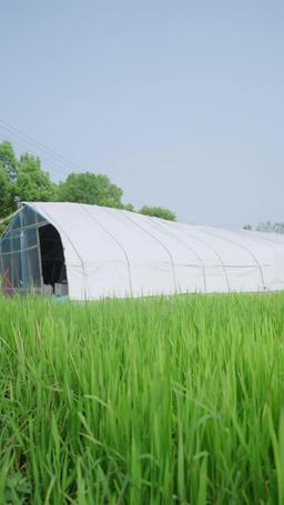 Family Traditions, Quirky Rules episode 30