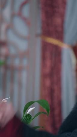 الجمال البري المُروّض episode 29