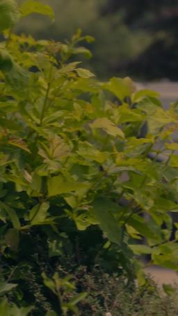 Proteger su cuerpo, reclamar su corazón episode 24