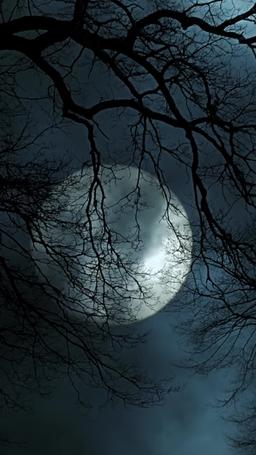 嗜血狼主的啞巴新娘 episode 55