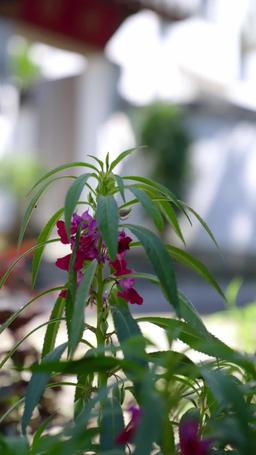 転生幼女は、世界一の愛されっ子 episode 36