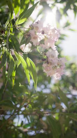 Tu es mon destin episode 52