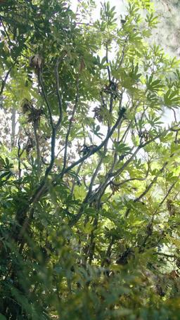 [doblado] La Reina Lobo Alfa Regresa episode 70